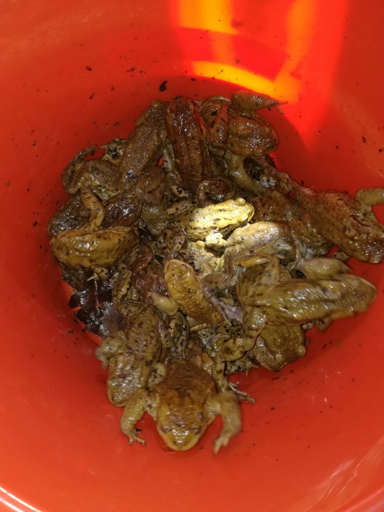 Kröten, Frösche, Molche und Menschen