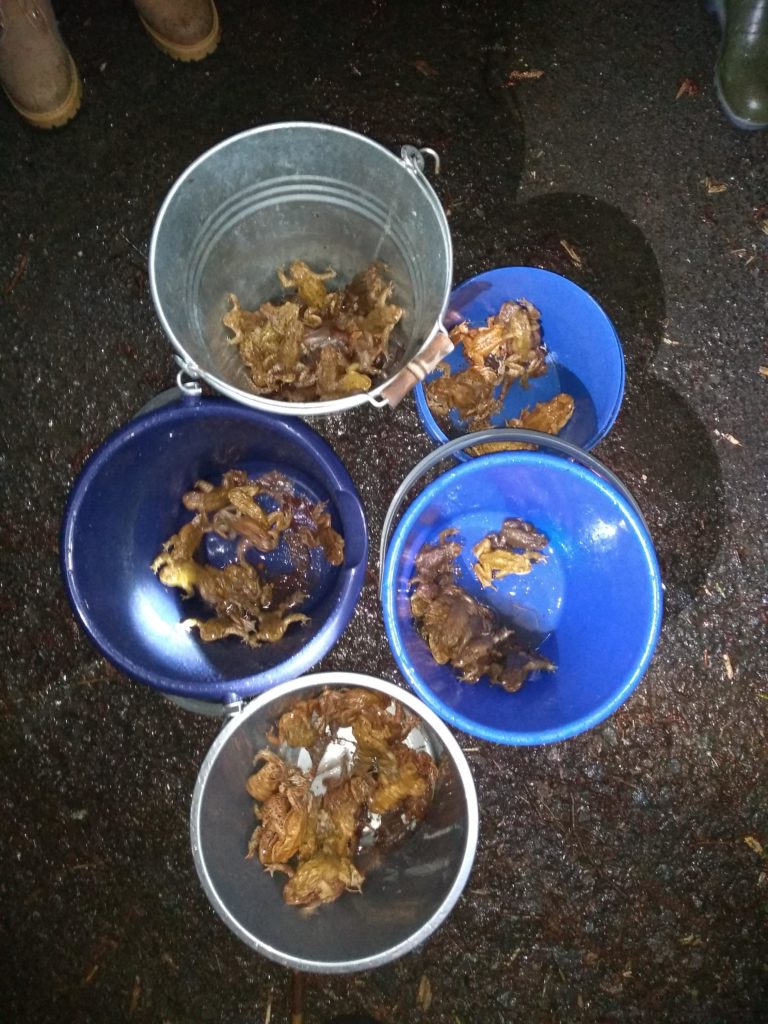 Krötenwanderung 2020: Amphibien retten