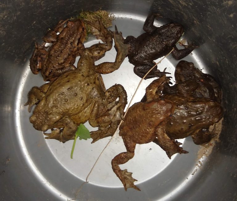 Krötenwandung 2020: Danke für Eure Rücksicht!