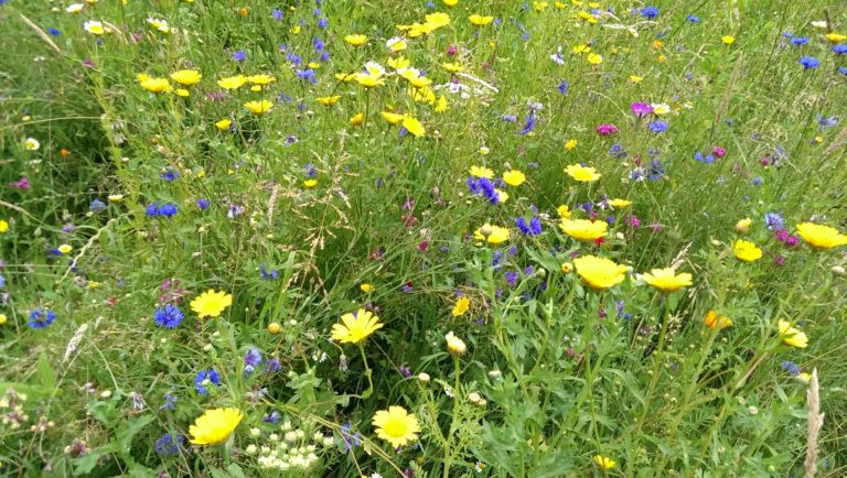 Wir GRÜNE MICHELSTADT setzen uns ein für…