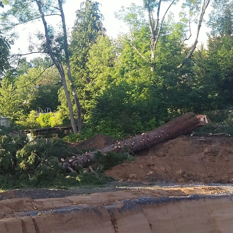GRÜNE Michelstadt enttäuscht über Fällbeschluss – Es geht um mehr als einen Baum