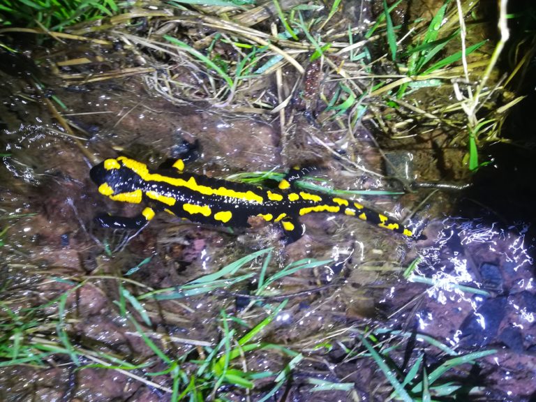 Grundstück am ehemaligen Ponyhof als Standort für Pumptrack – Umweltverträglichkeit bleibt unbeachtet