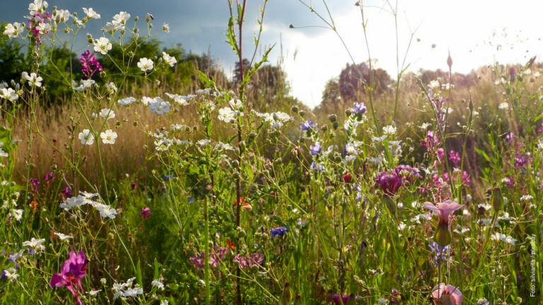 Naturschutzprojekt „Gräsighang“ – GRÜNE fordern mehr Transparenz