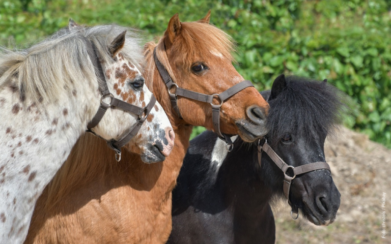 Michelstädter GRÜNE fordern Ende der Pony-Reitbahn auf dem Bienenmarkt – keine Mehrheit für mehr Tierschutz in Michelstadt