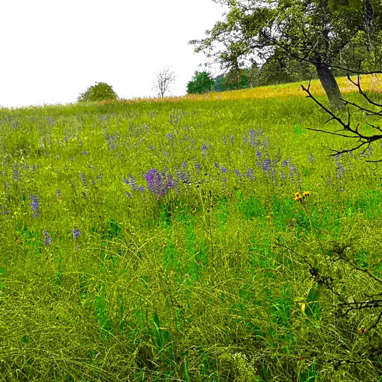 Natur erleben und Zukunft gestalten: Erste Erfolge im Projekt „Wiesen östlich von Michelstadt“/Im Gräsig